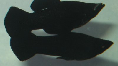 Kuva